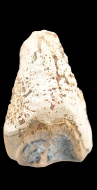Specimen: Ceratopsian
Location: Montana
Age:...