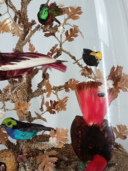 Bird globe (Diorama) 
(58x42cm) depth 20cm...