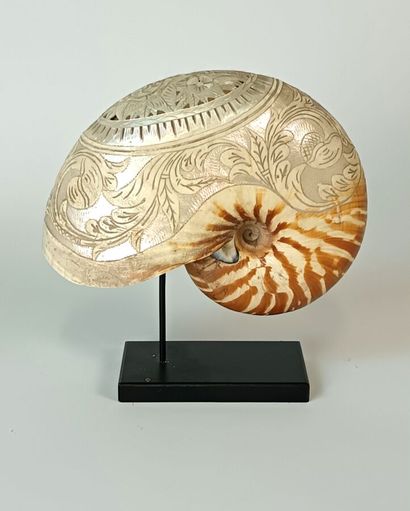 Engraved Nautilus ( Nautilus Macromphalus)...
