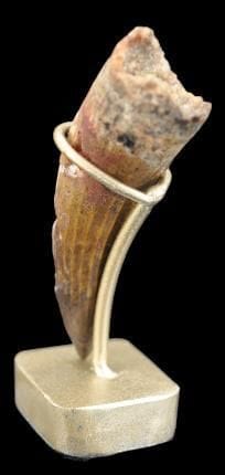 Specimen: Suchomimus
Location: Niger
Age:...