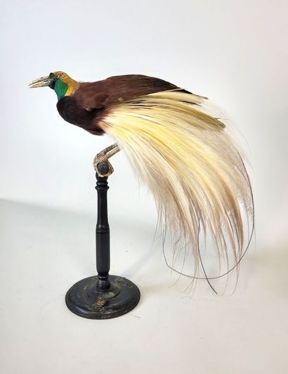 Greater emerald parakeet, Paradisaea Apoda,...