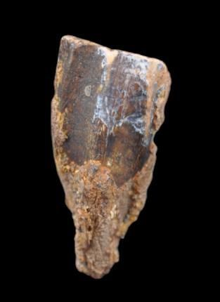 Specimen: Edmontosaurus annectens
Location:...
