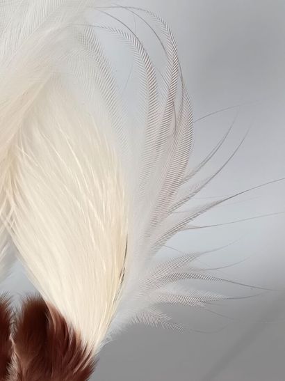 Bird of Paradise plume (Paradisaea Apoda)
Sublime...