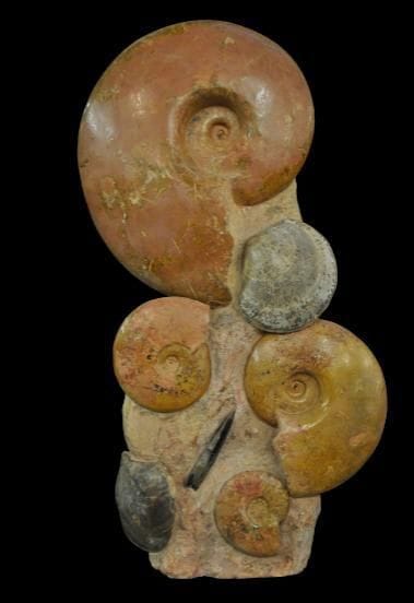 Specimen: Alocolytoceras sp.
Location: Belmont...
