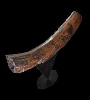 Specimen: Mammuthus primigenius
Location:...