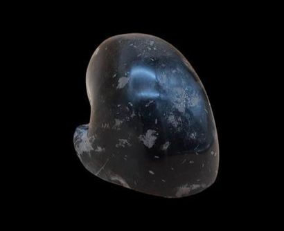 Specimen: Cenoceras belmontense ( Nautile...