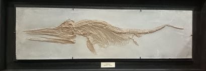 This highly decorative sub-adult Ichthyosaur...