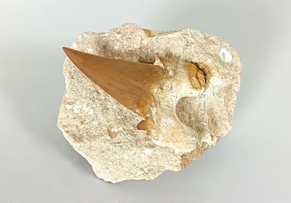 Fossil shark tooth
Superb, large Otodus obliquus...