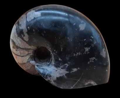 Specimen: Cenoceras belmontense ( Nautile...