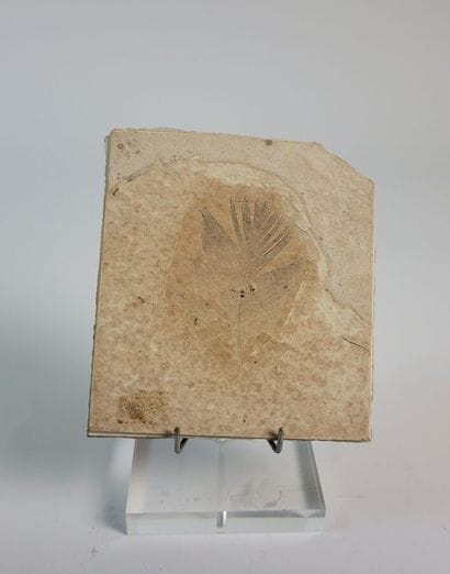 Fossil feather
Oligocene (34 million years),...