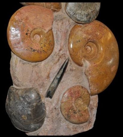 Specimen: Alocolytoceras sp.
Location: Belmont...