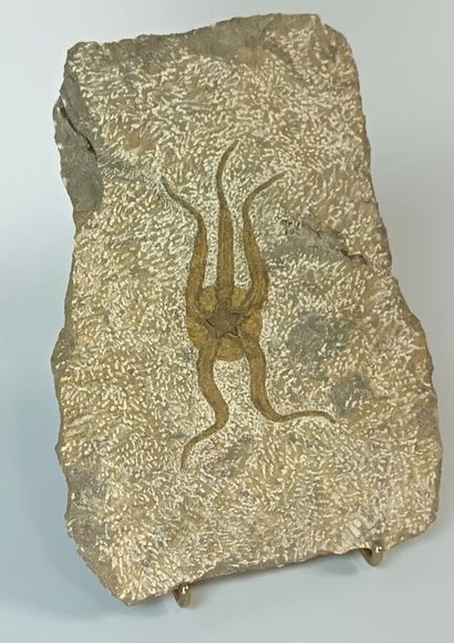 Fossil starfish of the genus Ophiure 