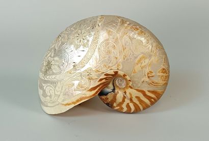 Engraved Nautilus ( Nautilus Macromphalus)
Bourail...