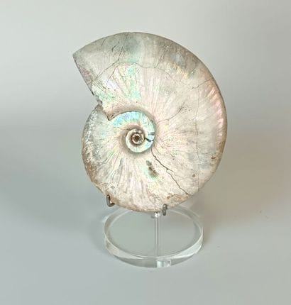Ammonites Cleoniceras Besairei 
Majunga,...