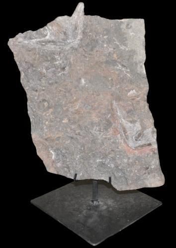 Specimen: Cephalaspis
Location: Podolia,...