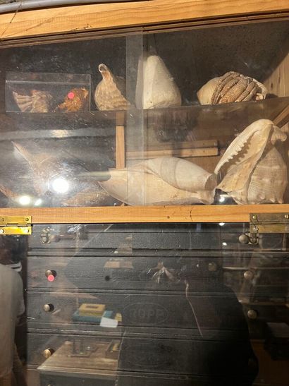 Very important lot of shells and paleonthological...