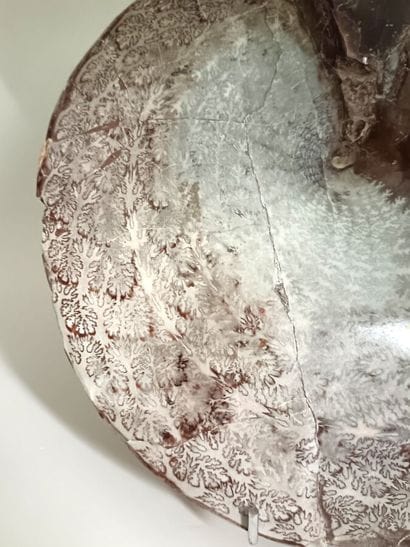 Ammonite of the genus Lytoceras
Triassic...