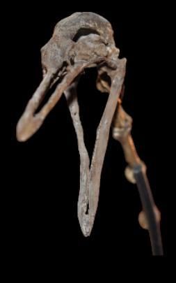 Specimen: Palaeolodus ambiguus
Location:...