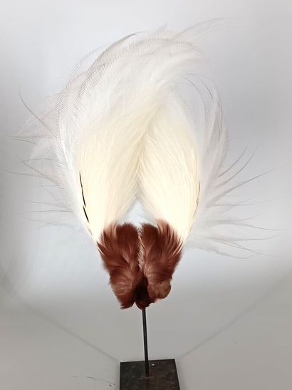 Bird of Paradise plume (Paradisaea Apoda)
Sublime...