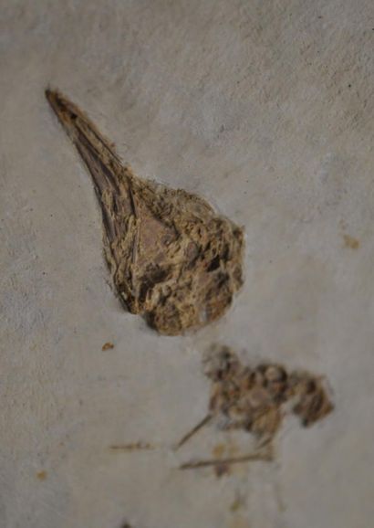 Specimen: Eozygodactylus cf. americanus
Location:...