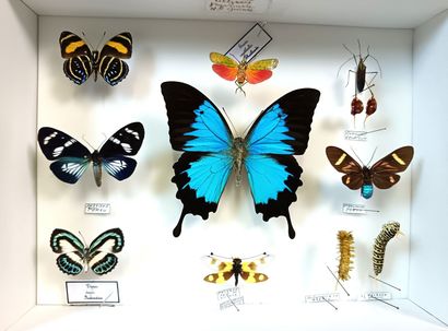 Beautiful composition of insect butterflies...