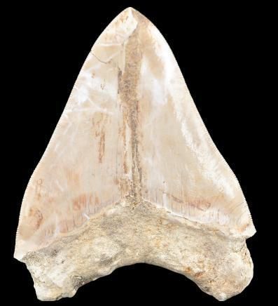 Specimen: Otodus (Carcharodon) megalodon
Location:...