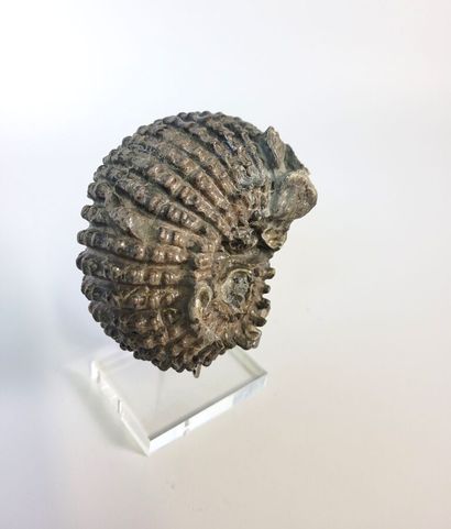 Ammonite Douvillieceras Mamillatus
Aube near...