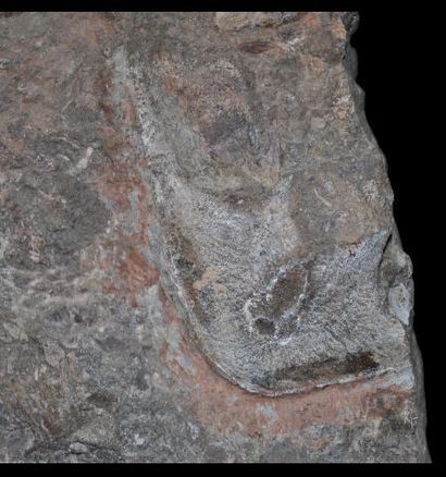 Specimen: Cephalaspis
Location: Podolia,...