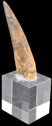 Specimen: Spinosaurus cf. aegypticus
Location:...