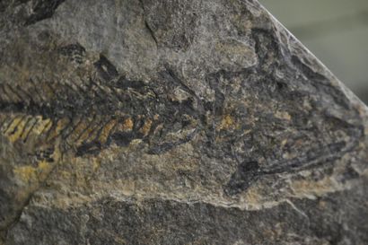 Specimen: Discosauriscus pulcherrimus
Location:...