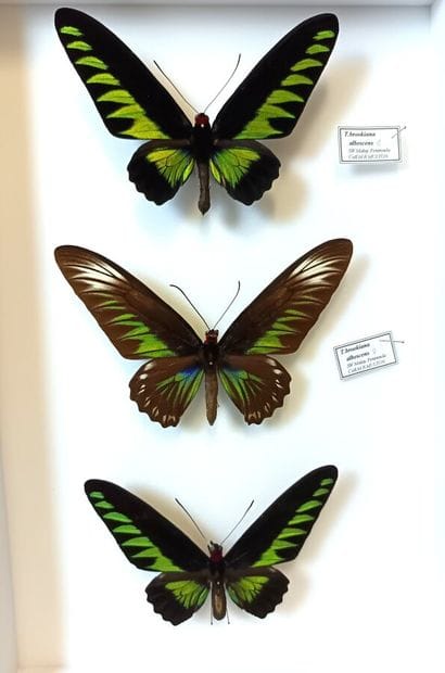 Nice box of 3 large T Brookiana albescens...