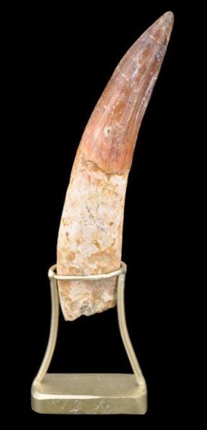 Specimen: Spinosaurus cf. aegypticus
Location:...