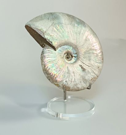 Ammonites Cleoniceras Besairei 
Majunga,...