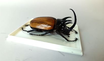 Magnificent Dinaste Eupatorus Gracilicornis...