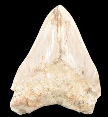 Specimen: Otodus (Carcharodon) megalodon
Location:...