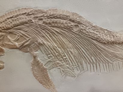 This highly decorative sub-adult Ichthyosaur...