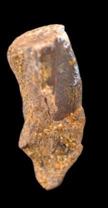 Specimen: Edmontosaurus annectens
Location:...