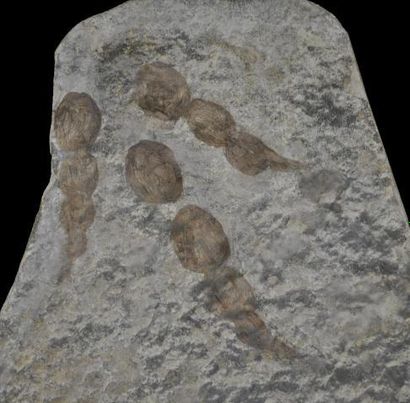 Specimen: Grallator sauclierensis
Location...