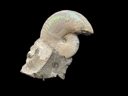 Ammonite Scaphites Nicolleti 
South Dakota,...