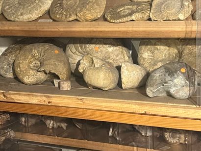 Very important lot of shells and paleonthological...
