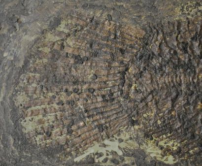 Specimen: Cyclurus kehreri
Location: Messel
Age...