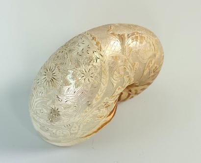Engraved Nautilus ( Nautilus Macromphalus)
Bourail...