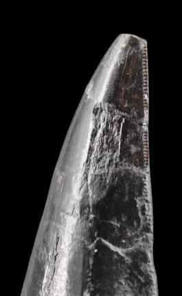 Specimen: Tyrannosaurus rex tooth
Location...