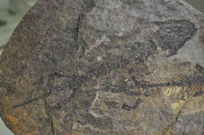 Specimen: Discosauriscus pulcherrimus
Location:...