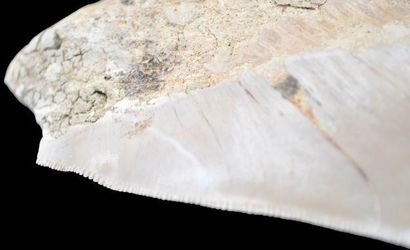 Specimen: Otodus (Carcharodon) megalodon
Location:...