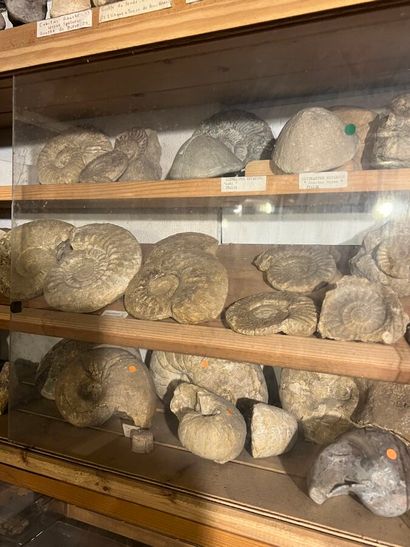 Very important lot of shells and paleonthological...
