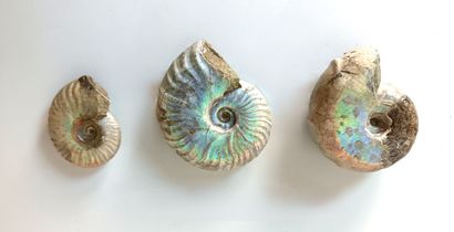 Set of three iridescent ammonites 
Lower...