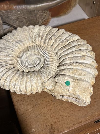 Very important lot of shells and paleonthological...