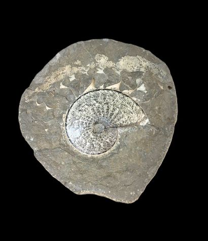 Ammonite Spenodiscus lenticularis
South Dakota...