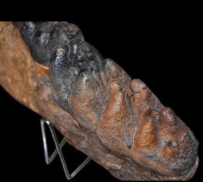Specimen: Gomphotherium angustidens
Location:...